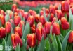 Tulipa Angela Merkel ® (3)